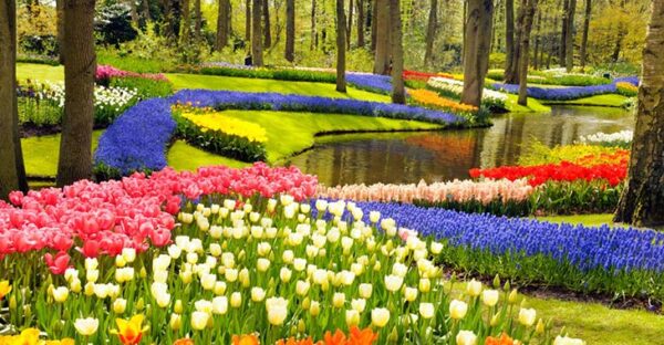Dünyanın En Büyük Çiçek Bahçesi Keukenhof
