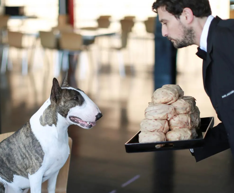 Moda Dünyasına Damga Vuran Kedi ve Köpekler