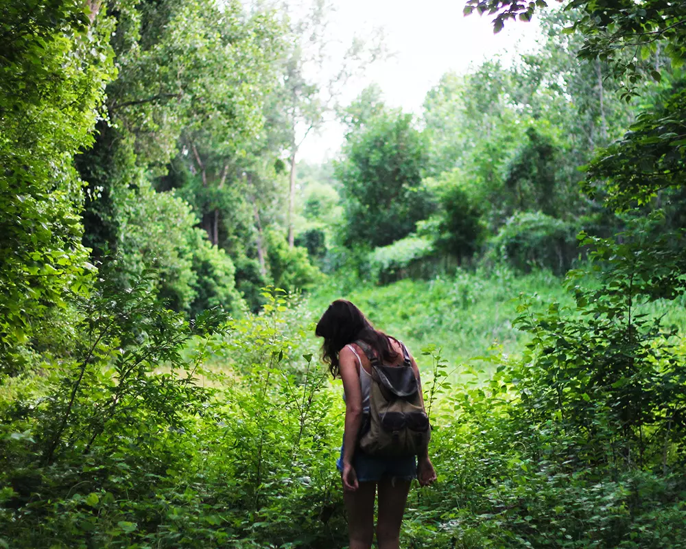 Nature's Symphony: Tranquil Forest Whispers, Birdsong, and Gentle