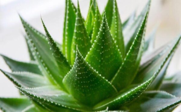 Aloe Vera Bitkisinin Bakımıyla İlgili Bilinmesi Gerekenler