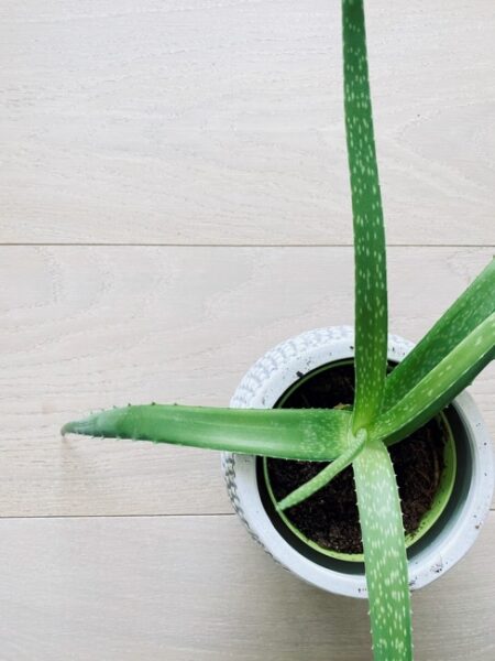 Aloe Vera Bitkisinin Bakımıyla İlgili Bilinmesi Gerekenler