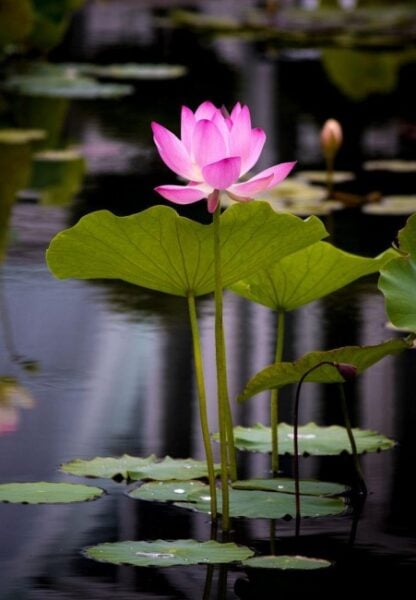 Lotus Çiçeğinin Bakımıyla İlgili Bilinmesi Gerekenler