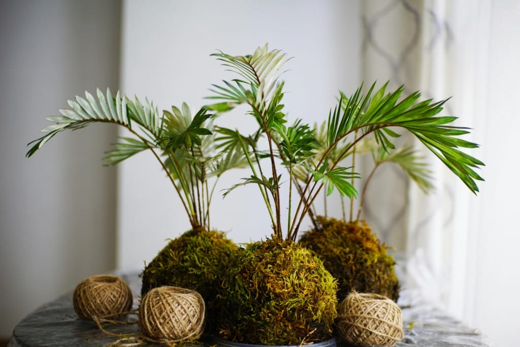 Kokedama Nedir? Bakımı ve Yapımıyla İlgili Bilmeniz Gerekenler