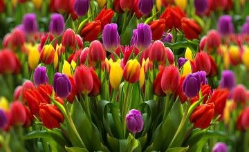 Dünyanın En Popüler Çiçeklerinden Nisan Güzeli Lale