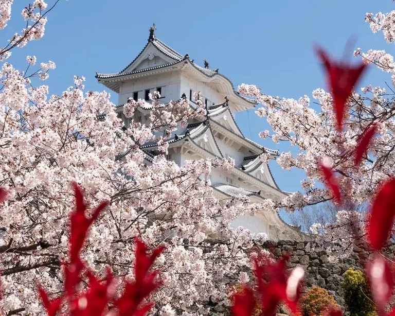 Japonya’nın Kiraz Çiçeği Sakura Festivali