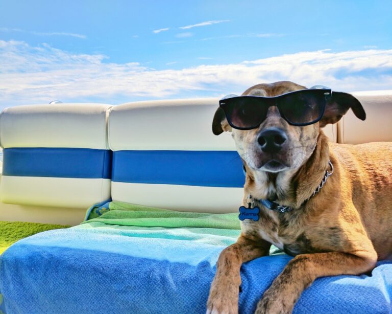 Evcil Hayvanla Tekne Tatili Yapacaklara 10 Tavsiye