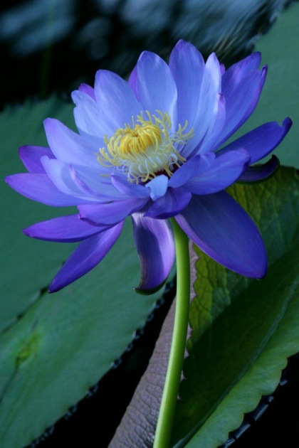 Lotus Çiçeğinin Bakımıyla İlgili Bilinmesi Gerekenler