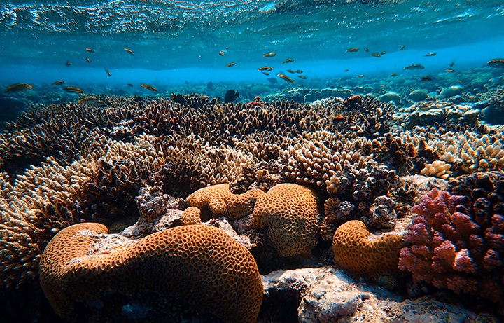 Mercanlar 101: Dünyanın Yaşam Kaynağı Mercanlara Dair Her Şey