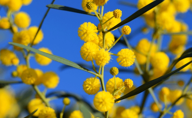 Kadınlar Günü Sembolü Mimoza Çiçeğinin Bakımı