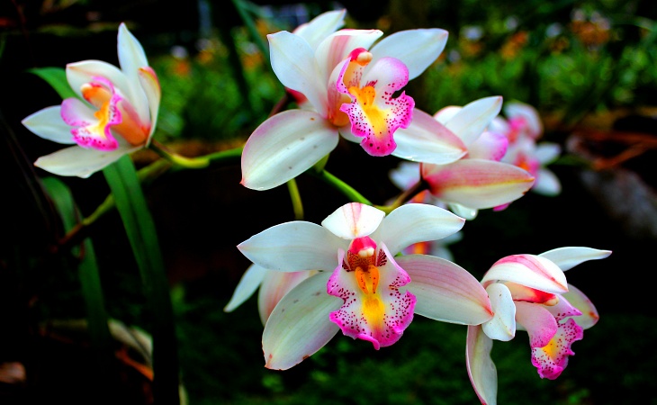 Orkide Çiçeğinin Bakımıyla İlgili Bilinmesi Gerekenler