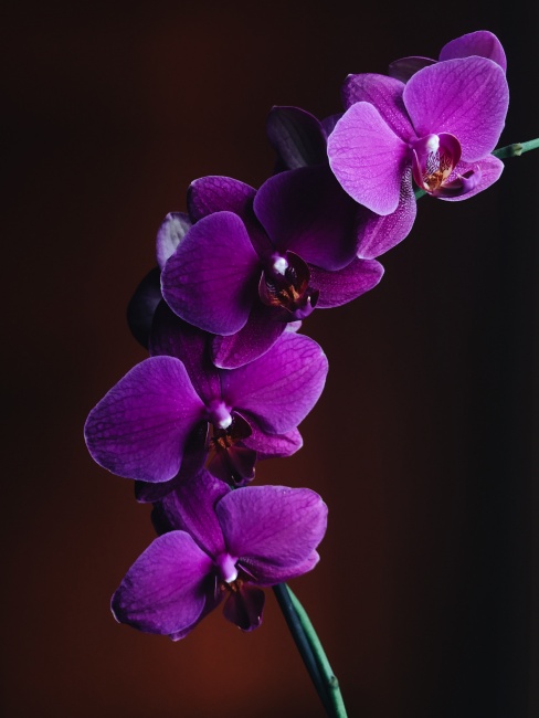 Orkide Çiçeğinin Bakımıyla İlgili Bilinmesi Gerekenler