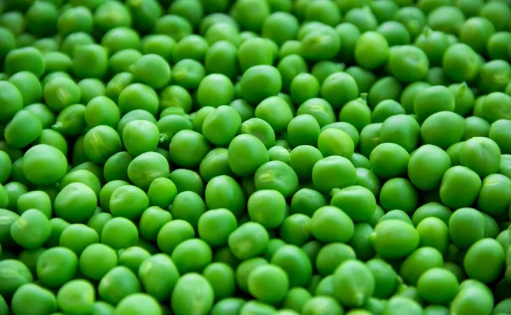 Taze ve canlı yeşil bezelyeler, vegan protein kaynakları arasında öne çıkan besleyici bir sebze.