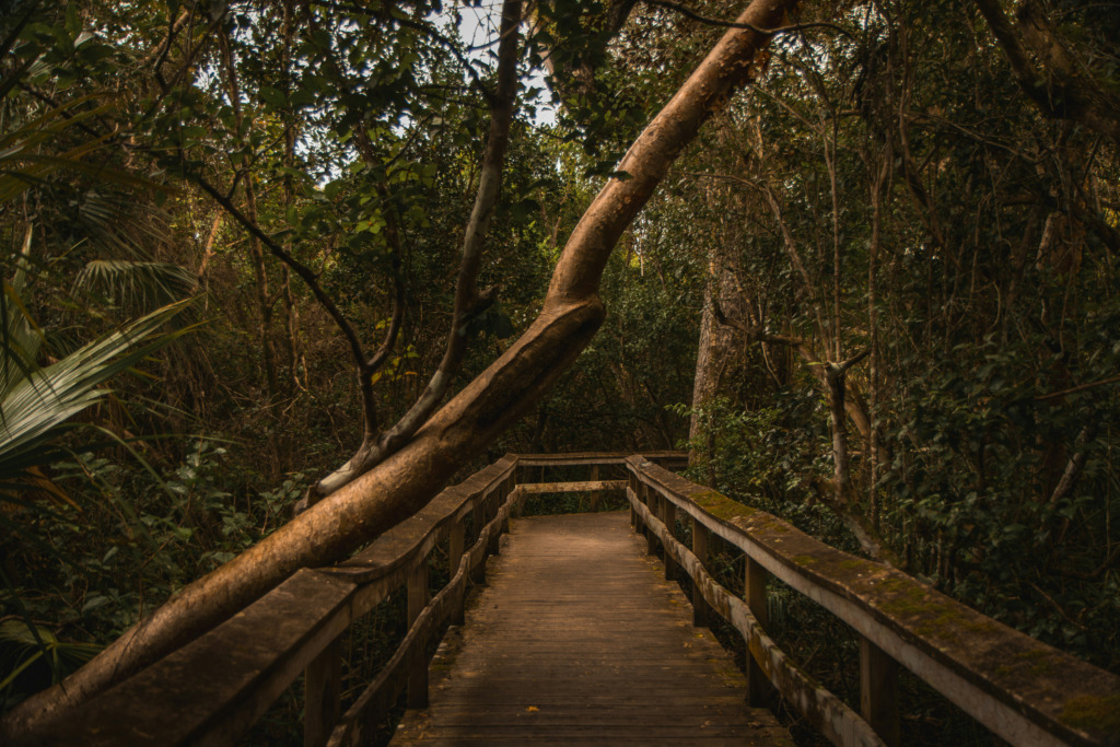 Florida, Everglades Ulusal Parkı, tropikal ve subtropikal iklimlerin kesiştiği bu eşsiz coğrafya; tatlı ve tuzlu su bataklıkları, mangrov ormanları, tropikal sert ağaç toplulukları, çam kayalıkları ve deniz çayırı yataklarıyla geniş bir doğal mozaiği barındırıyor.