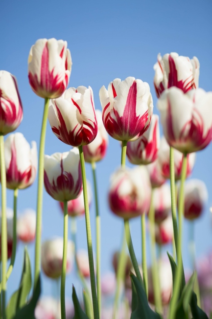 Baharın En Güzel Çiçeklerinden: Lale