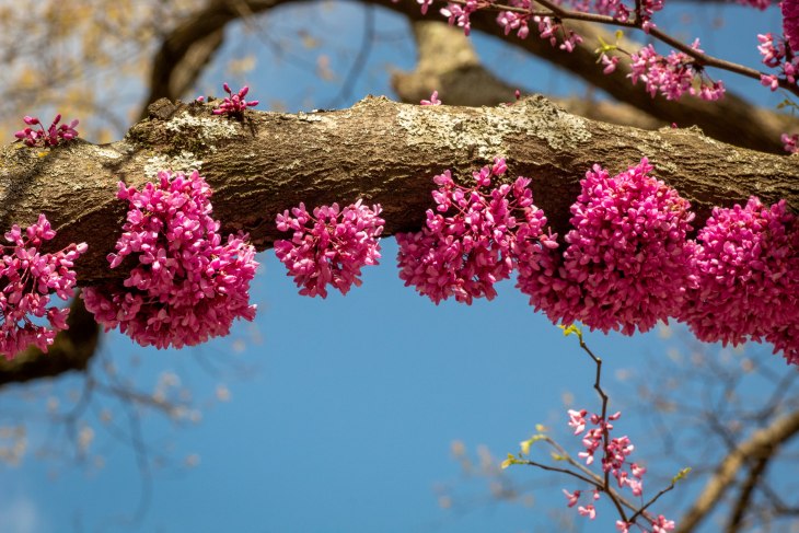 Baharın Müjdecisi: Erguvan Ağacının Özellikleri