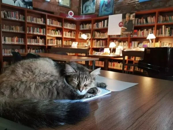 İstanbul’un En İyi Kütüphaneleri