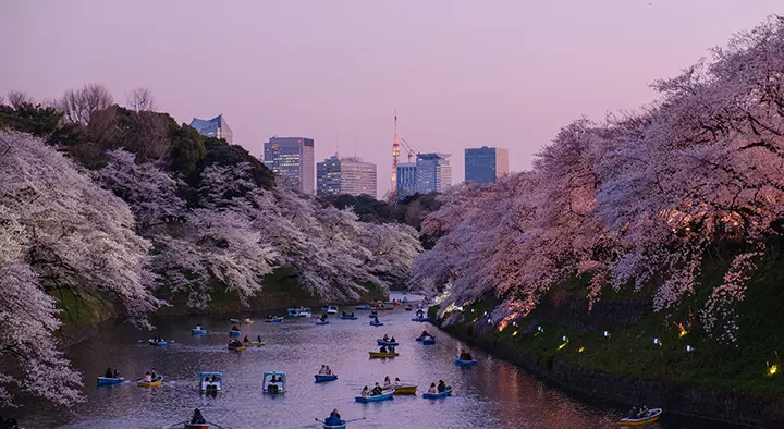 Japonya’nın Kiraz Çiçeği Sakura Festivali