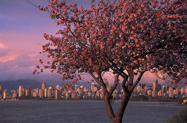 En Güzel Kiraz Çiçeklerini Görebileceğiniz 10 Şehir