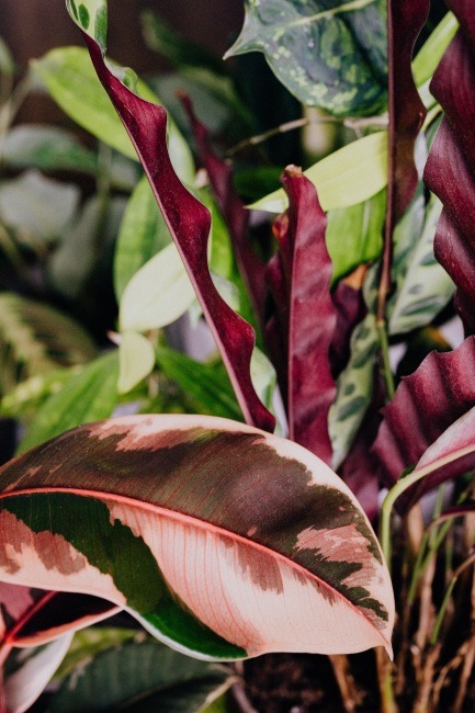 Huzur Verici Yumuşaklığıyla Pastel Renkli Bitkiler
