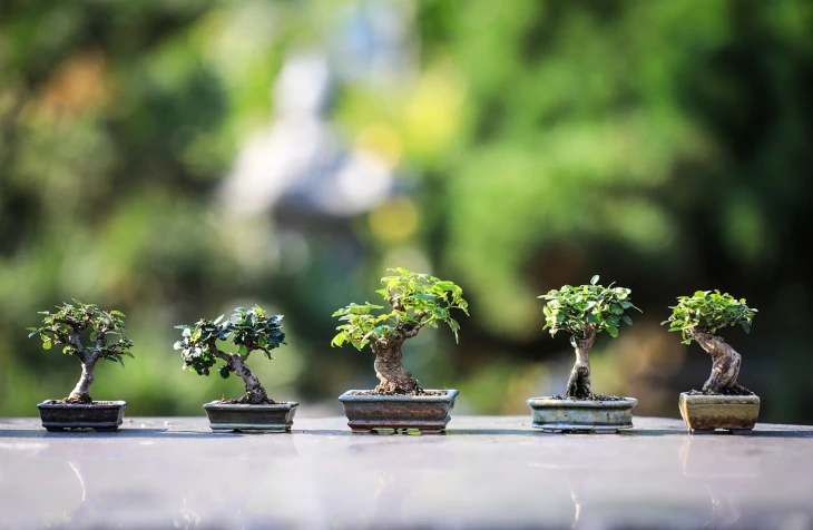 Minyatür Bir Sanat Eseri: Bonsai Bitkisi