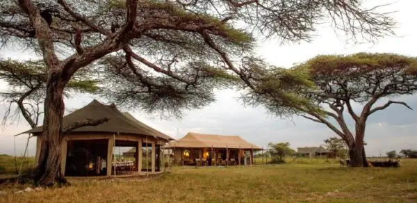 Afrika’da Büyük Göç ve İzlenebileceği En İyi Safari Kampları