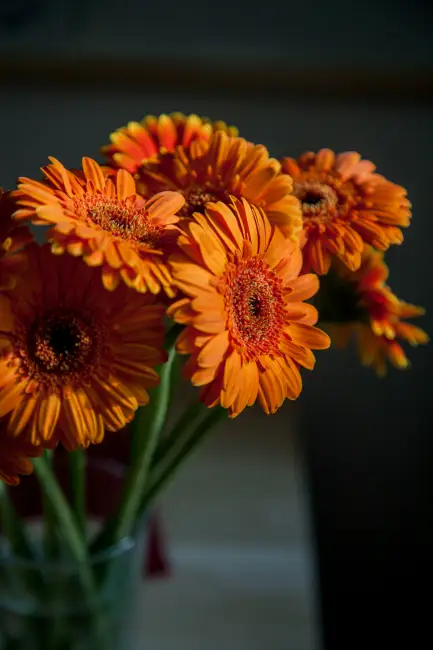 Rengarenk Duygular: Çiçekler ve Anlamları