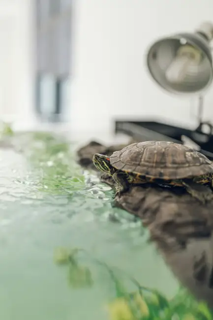 Evde Su Kaplumbağası Bakımı
