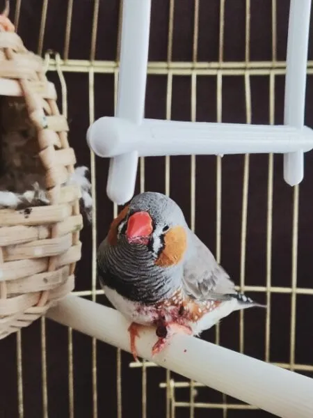 Evde Kuş Bakımı ile İlgili Bilinmesi Gerekenler