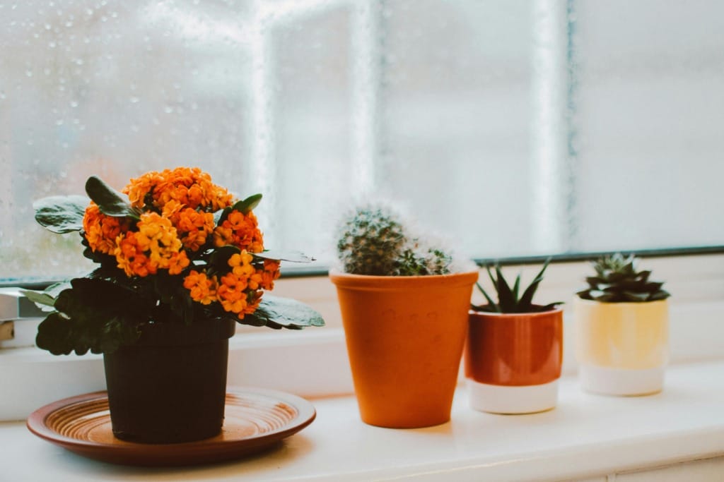 Kalanchoe çiçeği, renkli çiçekleri ve az bakım gerektiren yapısıyla sukulent bitkiler arasında en çok tercih edilen türlerden biri.