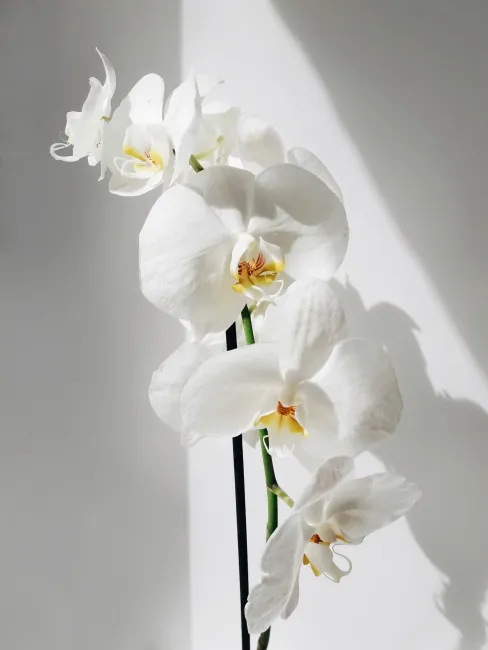 Yumuşak ışık altında gölgeleriyle birlikte sergilenen beyaz Phalaenopsis orkide çiçeği. İnce siyah bir destek çubuğuna bağlı zarif yapısıyla minimalist ve şık bir atmosfer yaratıyor.