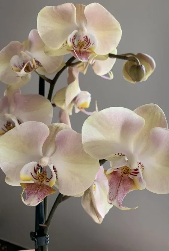 Soluk pembe ve sarı pastel tonlarda açmış Phalaenopsis orkide çiçekleri, sade bir arka planda zarif bir şekilde sergileniyor. Pudra tonları ve detaylı dudak yapısıyla romantik ve yumuşak bir atmosfer yaratıyor.