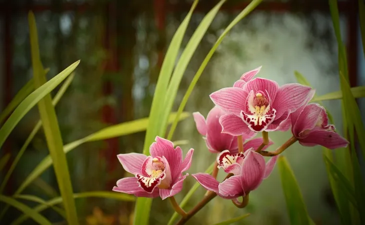 Uzun yeşil yapraklar arasında açmış canlı pembe tonlarında Cymbidium orkide çiçekleri. Doğal ortamda, zarif çizgileri ve lekeli dudak yapısıyla dikkat çeken egzotik bir bitki kompozisyonu.
