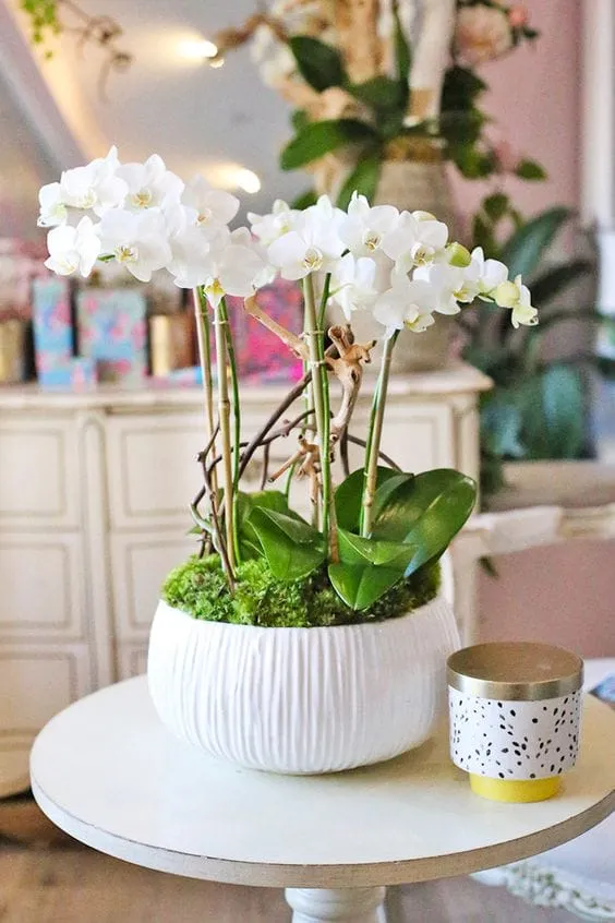 Yuvarlak, çizgili beyaz seramik saksıya dikilmiş beyaz Phalaenopsis orkideleri, canlı yosun ve doğal dal detaylarıyla süslenmiş. Şık bir iç mekân dekorunda, yuvarlak bir sehpa üzerinde zarif bir şekilde sergileniyor.