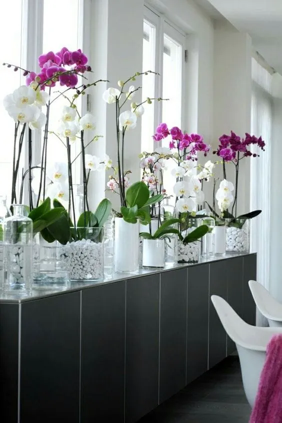 Beyaz taşlarla dolu cam saksılarda yetiştirilen beyaz ve mor tonlardaki Phalaenopsis orkideleri, büyük pencerelerden ışık alan modern bir iç mekânda sıra halinde dizilerek zarif ve şık bir atmosfer yaratıyor.