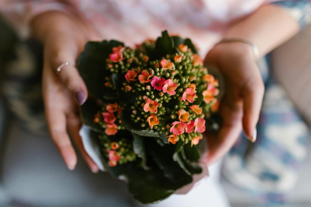 Kalanchoe Çiçeği Bakımı: Sağlıklı ve Canlı Bitkiler İçin İpuçları