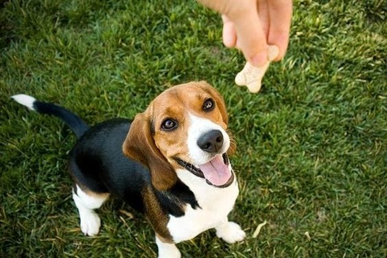 Kedi ve Köpeklere İlaç İçirme Yöntemleri