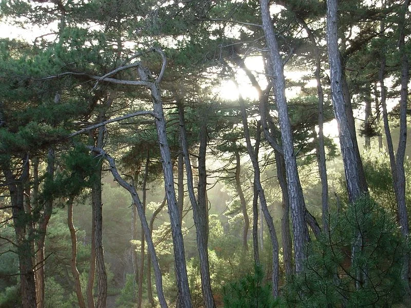 Dedeağaç Seyahat Rehberi