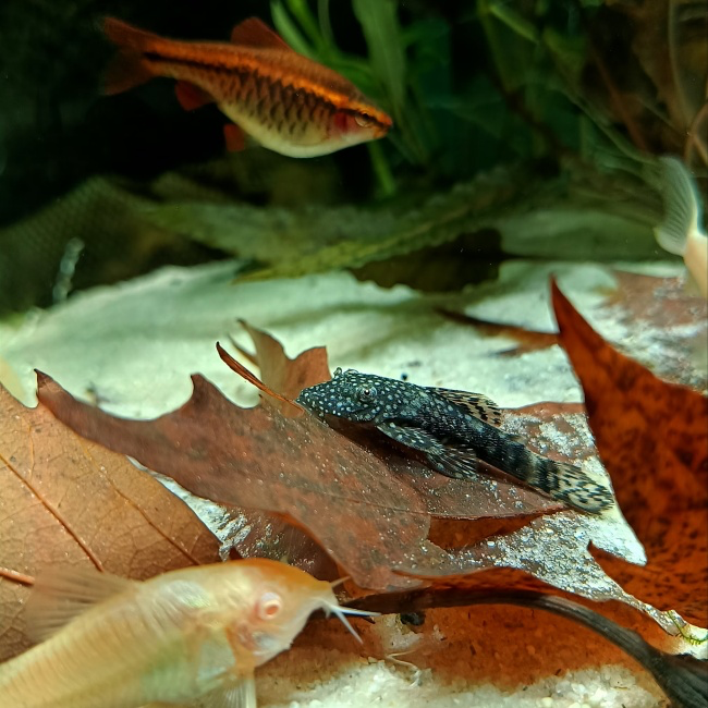 Yapraklarla kaplı akvaryum zemininde, Corydoras ve küçük dip balıklarının birlikte yüzmesi.