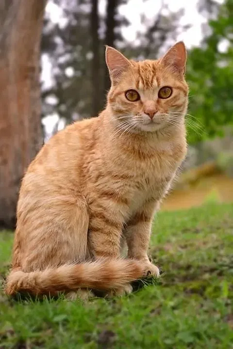 Yeşil çimlerin üzerinde dikkatle poz veren sarı tekir kedi.