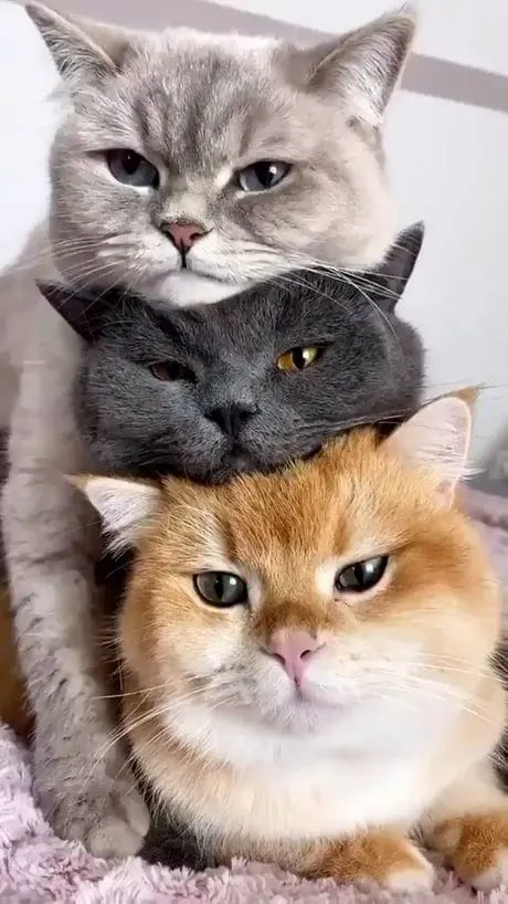 Birbirinin üstüne yığılmış gri ve turuncu üç sevimli kedi.