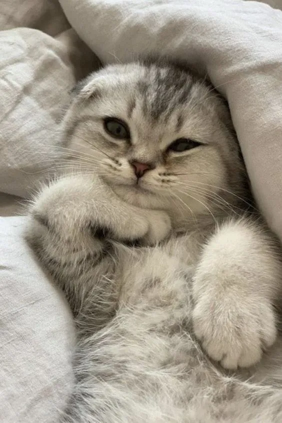 Yorganın içinde uzanmış, rahat bir pozda poz veren gri-beyaz Scottish Fold yavru kedi.