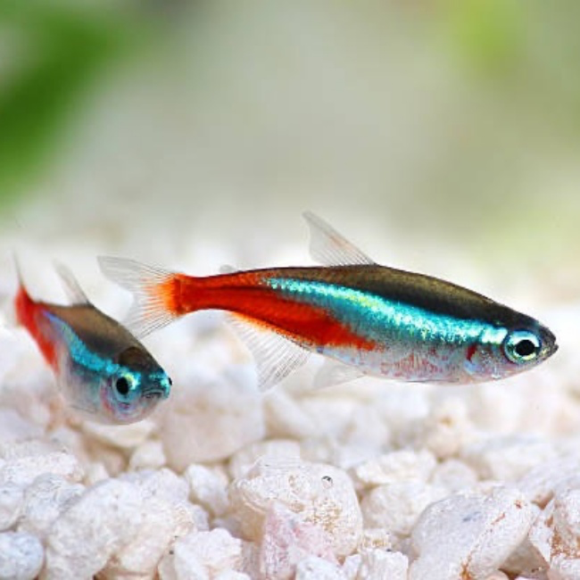 Beyaz çakıllı akvaryum zemininde, parlak mavi ve kırmızı çizgilere sahip iki Neon Tetra balığı.