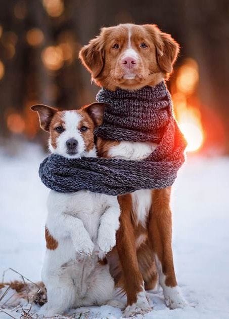 Kedi ve Köpekleri Soğuktan Koruma Yöntemleri