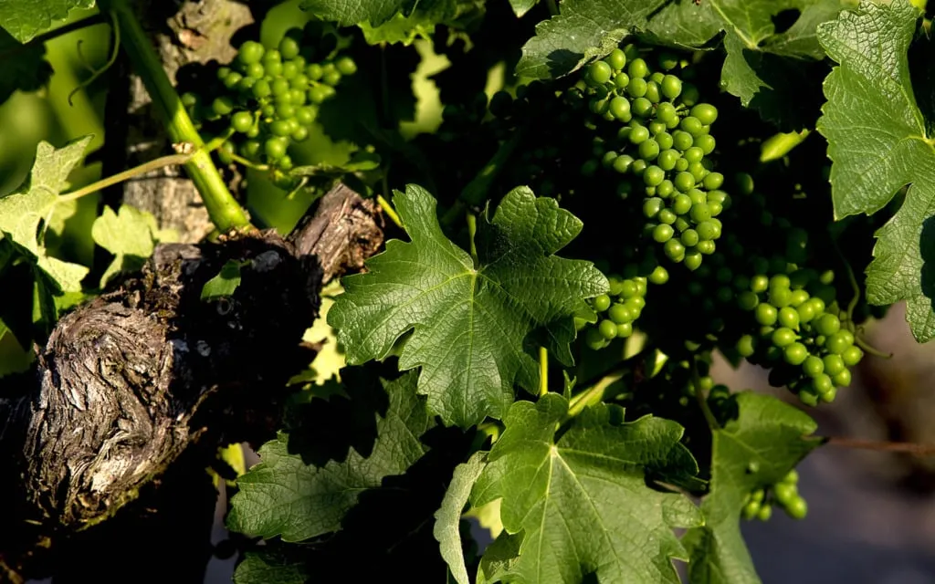 Château Smith Haut Lafitte & Les Sources de Caudalie: Huzurlu Bir Deneyim