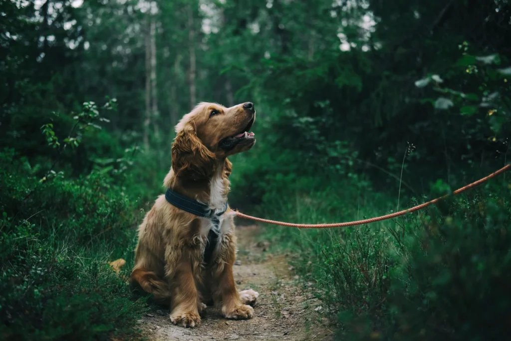 Köpekler Davranışları ile Ne Mesaj Veriyor?