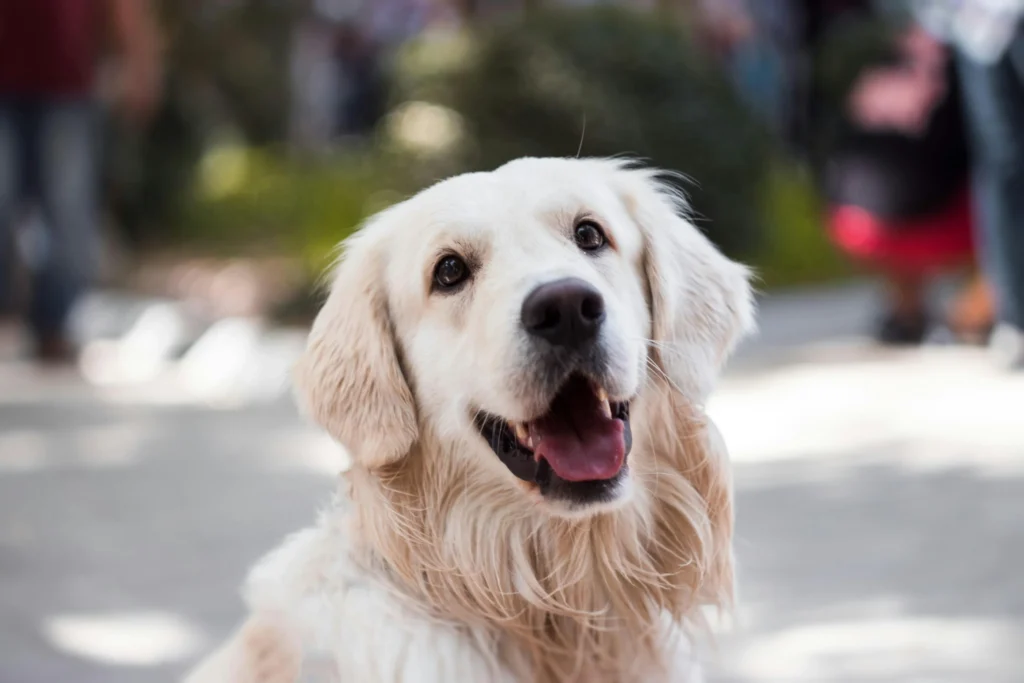 Köpekler Davranışları ile Ne Mesaj Veriyor?