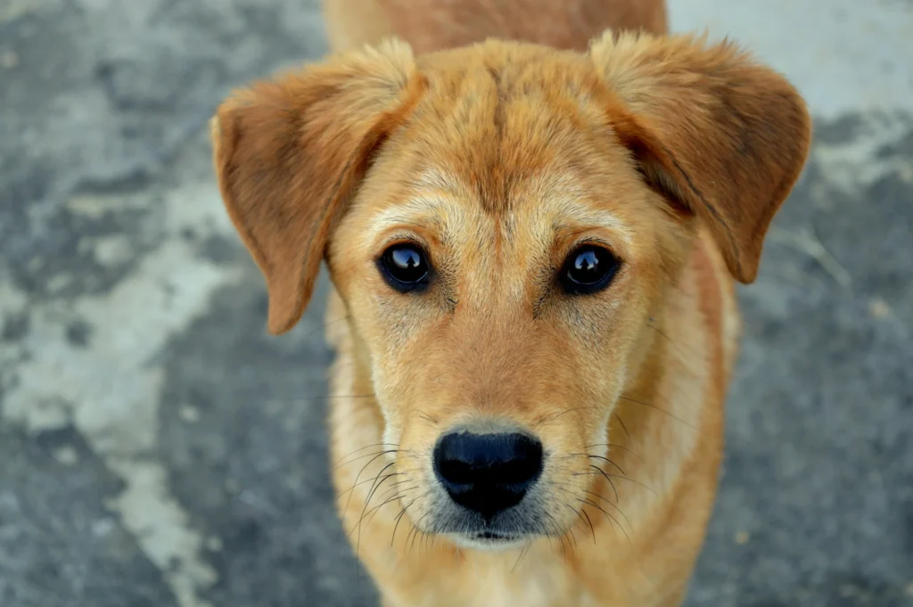 Köpekler Davranışları ile Ne Mesaj Veriyor?