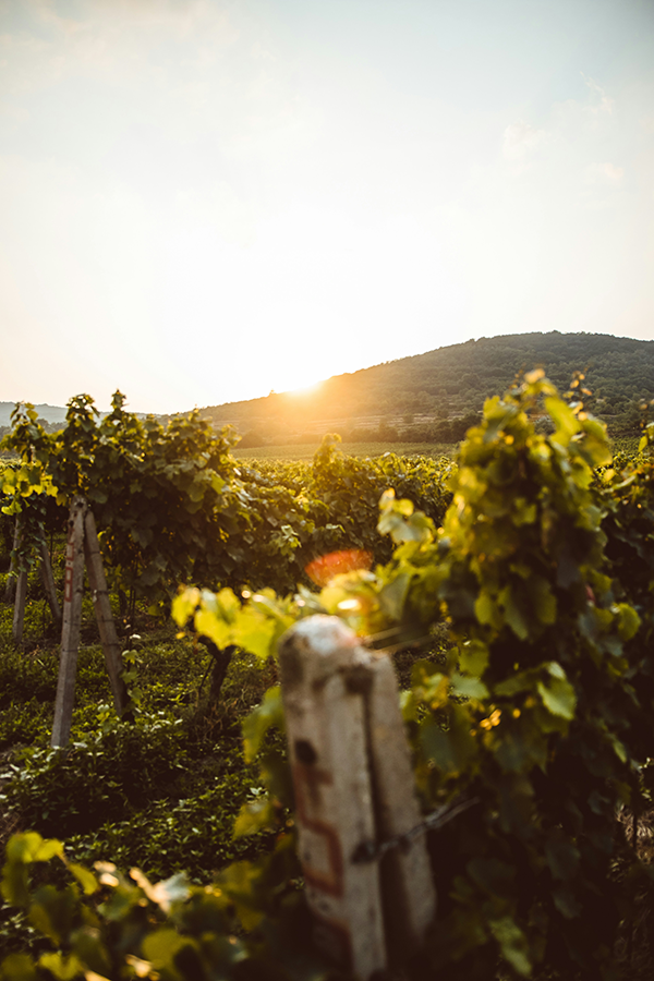 Château Smith Haut Lafitte & Les Sources de Caudalie: Huzurlu Bir Deneyim