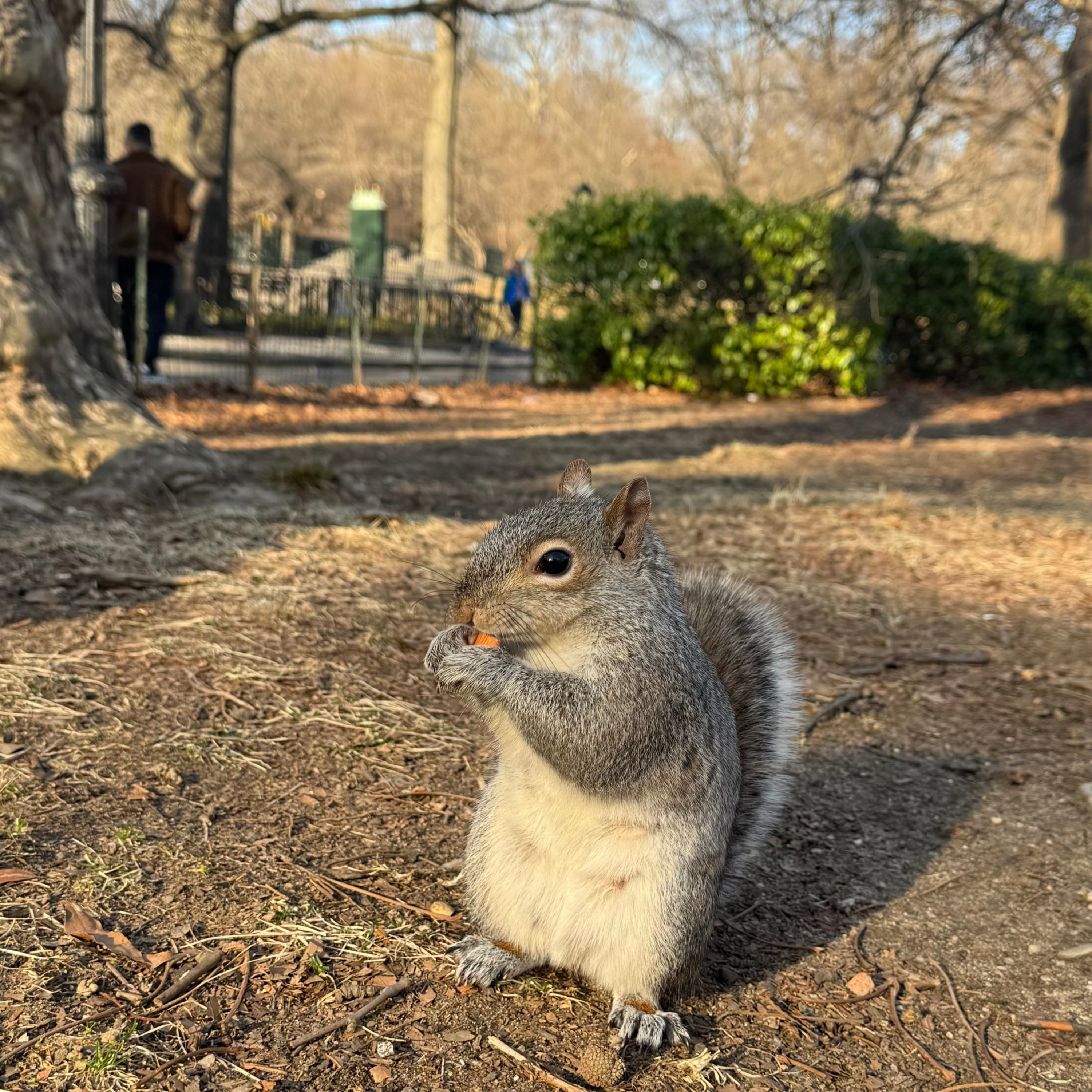 Işıkların ve Hayallerin Şehri: New York Seyahat Rehberi