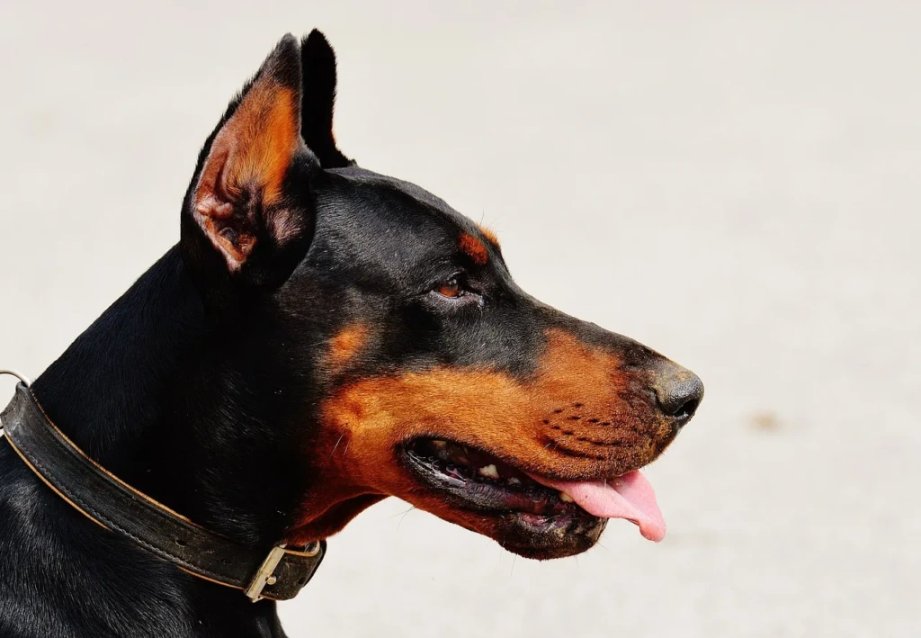Profil açıdan görüntülenen siyah ve kahverengi tüyleri olan Doberman cinsi köpek, dilini dışarı çıkarmış şekilde dikkatle bir yöne bakıyor.